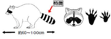 アライグマ特徴のイラスト画像