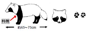 外来生物の被害でお困りの方へ 葉山町