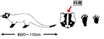 ハクビシン特徴のイラスト画像