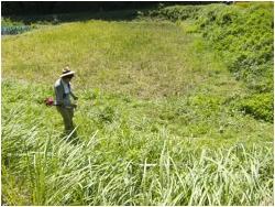 田畑周辺の雑草類をきちんと刈り取り、生い茂らせないように整備している写真