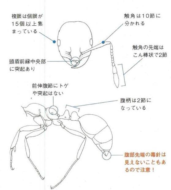 ヒアリの特徴の説明のイラスト