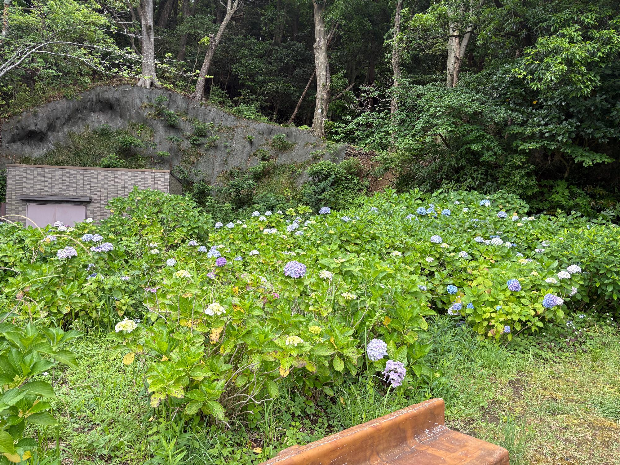 0610azisai