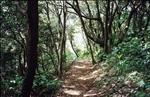 三ヶ岡山ハイキングコースの木立の写真