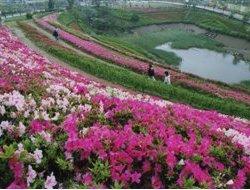湘南国際村グリーンパーク園内につつじが咲き乱れる様子の写真