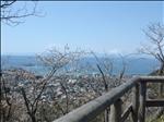 仙元山ハイキングコース、展望台の手前に桜の花が咲き遠くに海を眺める写真