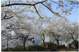 春の主役、桜も美しく咲く様子の写真