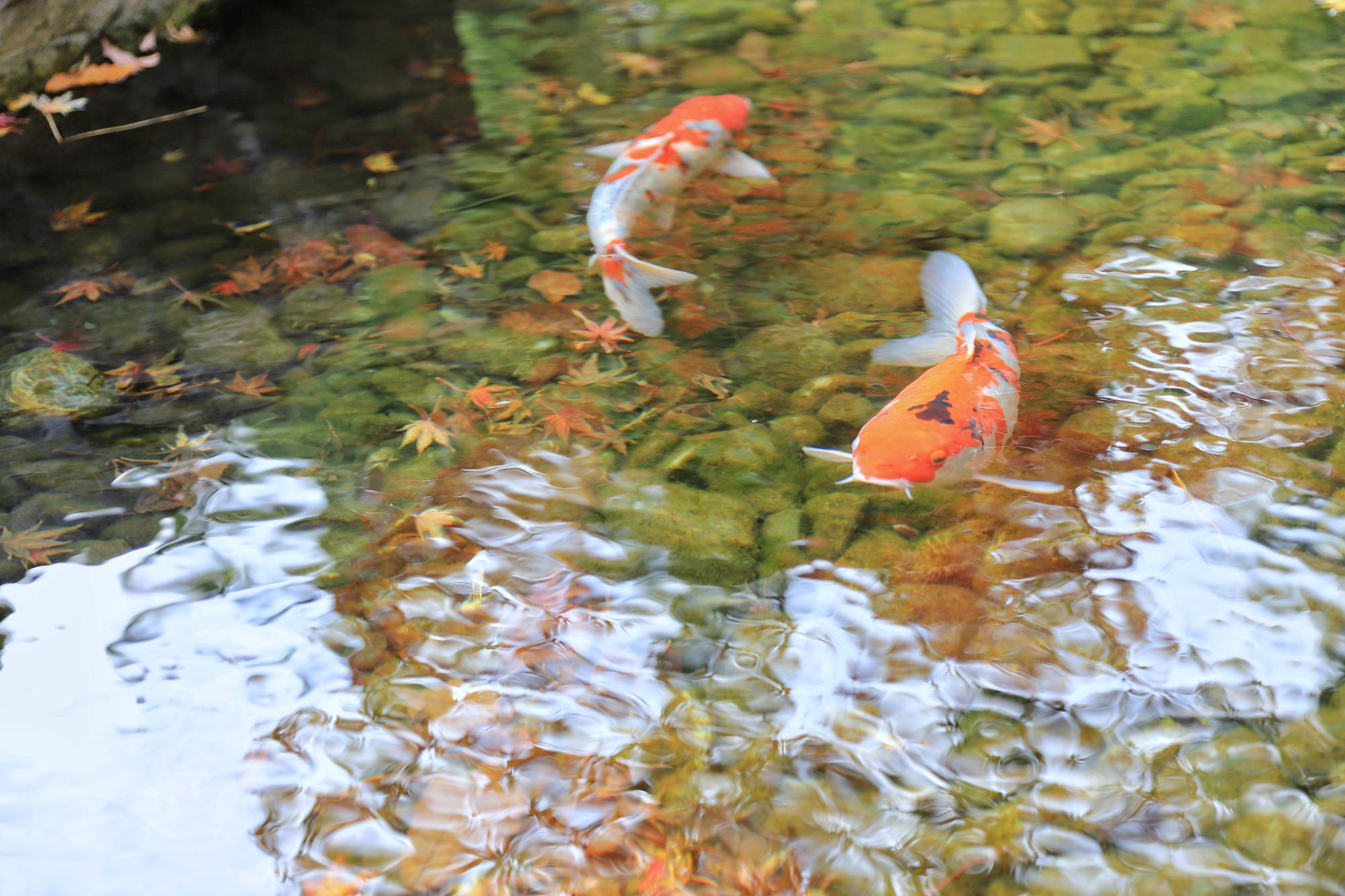 しおさい公園の池の写真