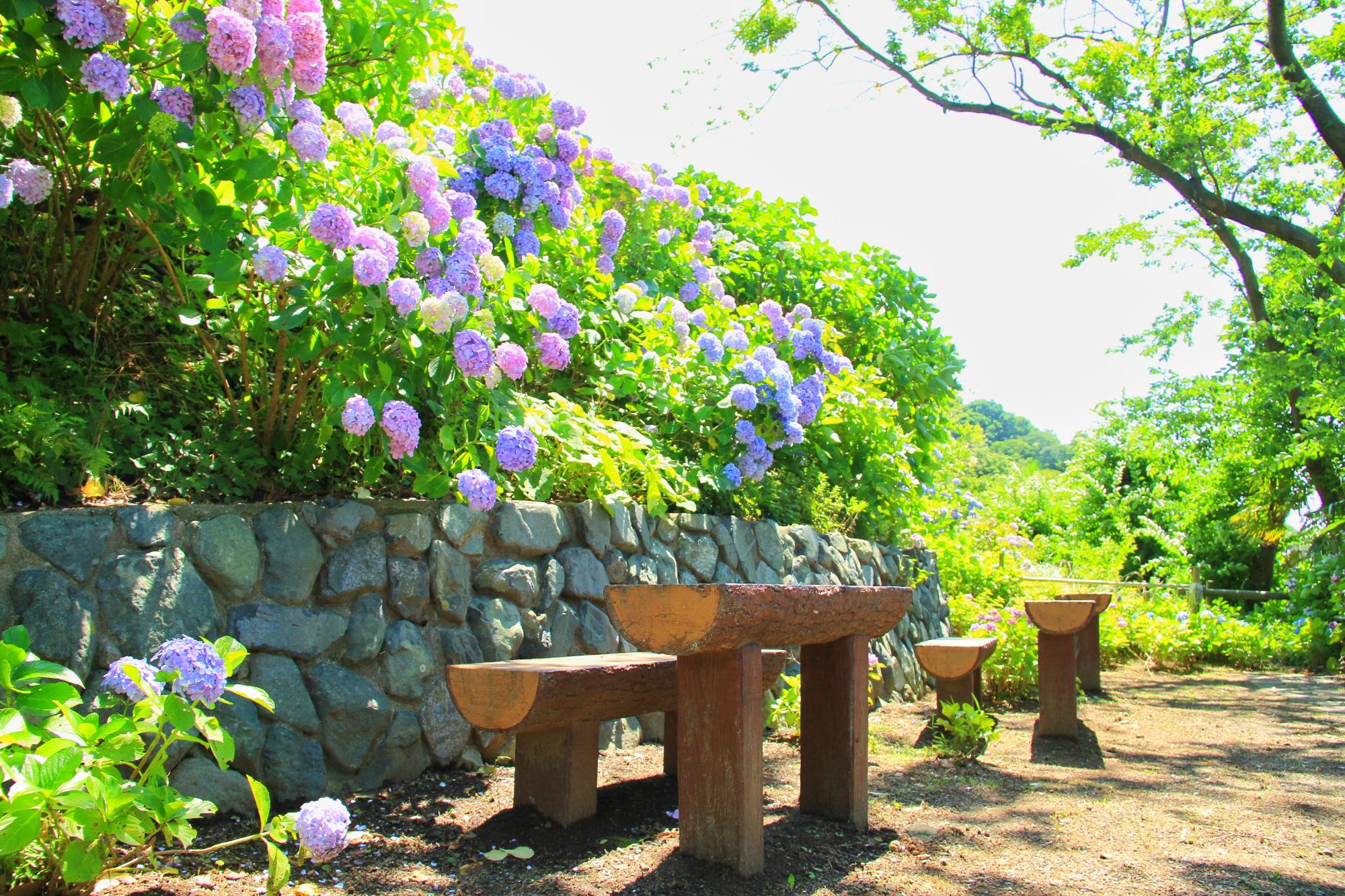 あじさい公園