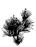【町の木】黒松のイラスト