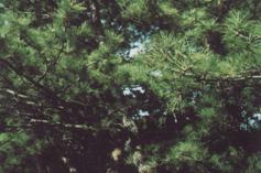 【町の木】黒松の写真