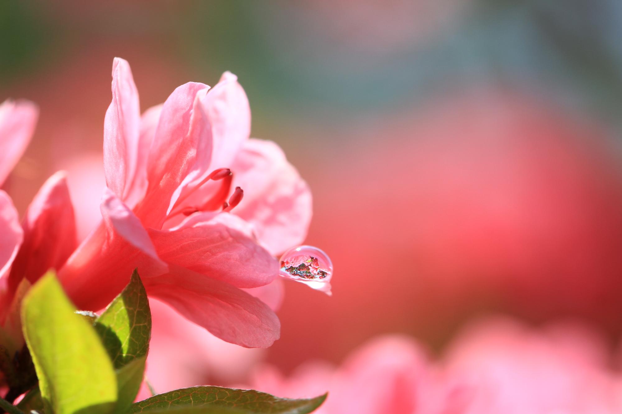 町の花 つつじ