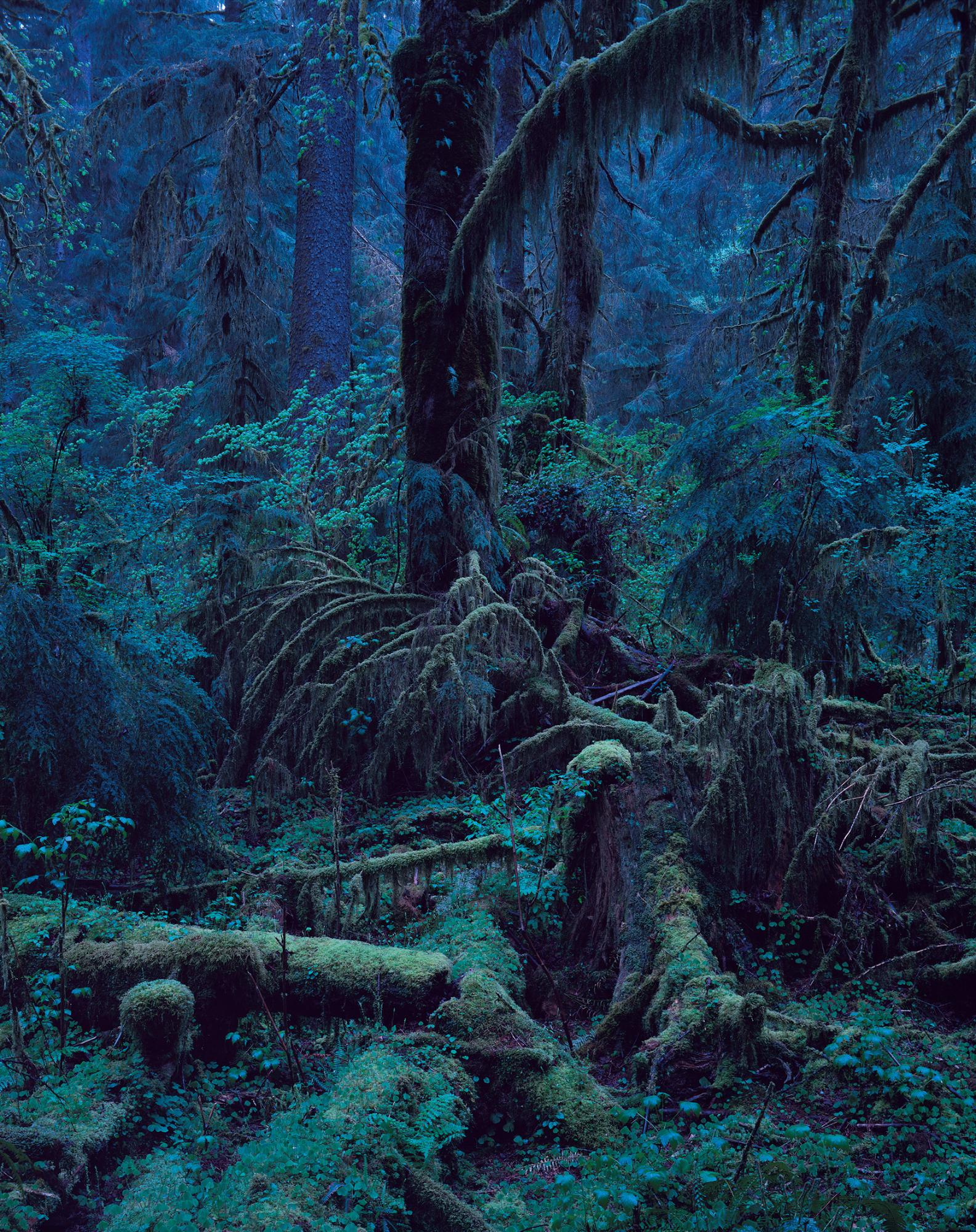 上田義彦《 Quinault No.1 》 199 0 年 © Yoshihiko Ueda