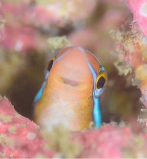 岩から顔をのぞかす魚