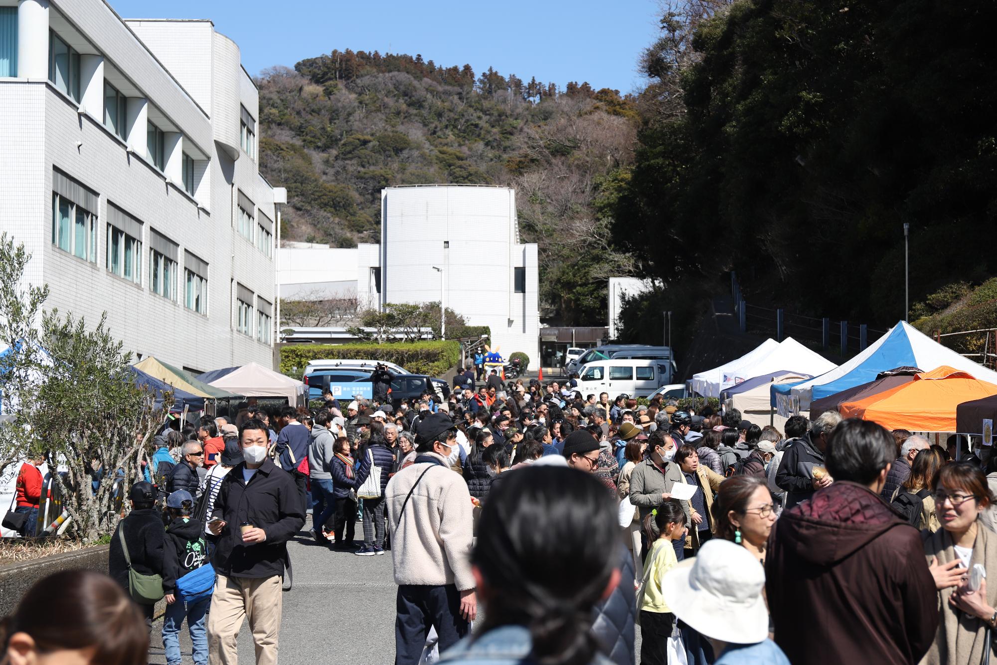 夏みかん収穫祭の様子