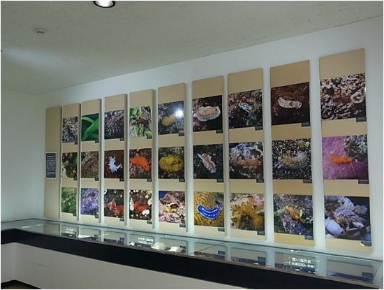 ウミウシ類27種類のパネルの写真