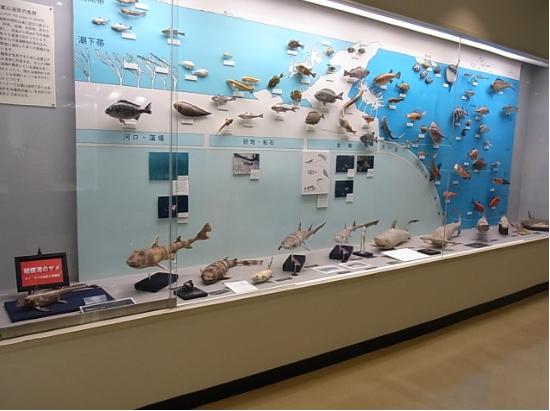 魚類展示物の写真