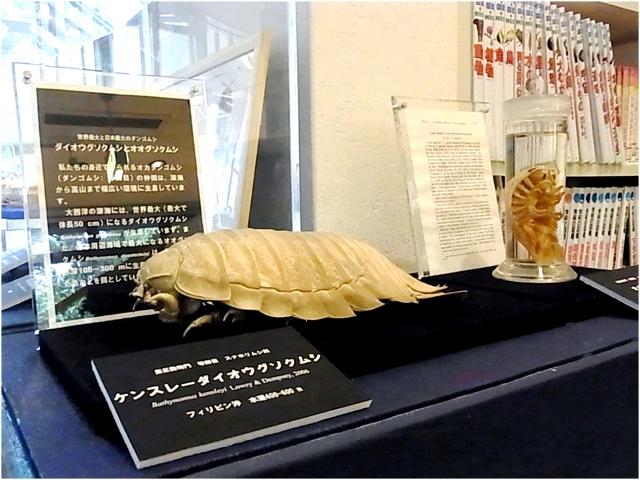 オオグソクムシとケンスレーダイオウグソクムシの標本の写真