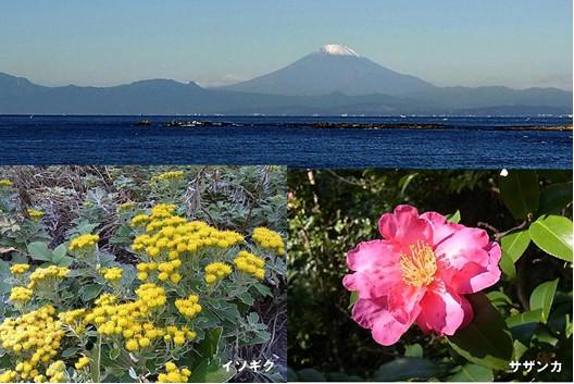 富士山と園内のイソギク、サザンカの写真