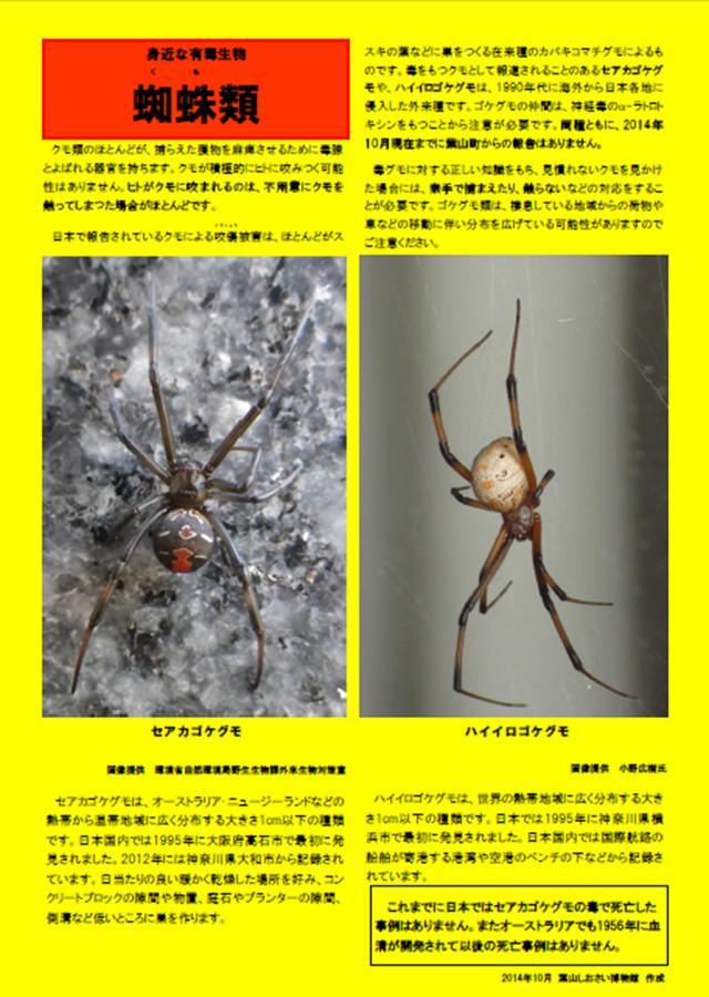 セアカゴケグモとハイイロゴケグモのポスター