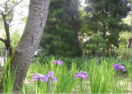 菖蒲の花の写真