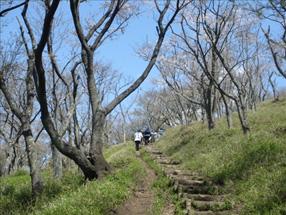 仙元山の登山道の写真