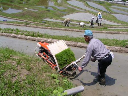 棚田で米作りの作業の様子